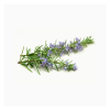 Fresh rosemary
